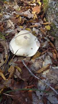 Image de Hygrophorus penarius Fr. 1836