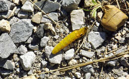 Image of Spicebush swallowtail