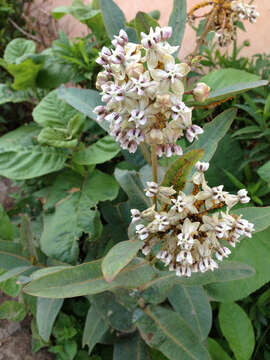 Image of nodding milkweed