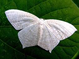 Image of Acropteris illiturata Warren