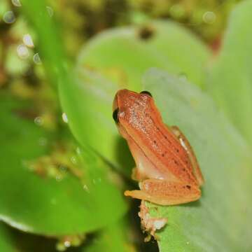 Imagem de Dendropsophus sanborni (Schmidt 1944)