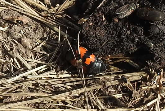 Image of Nicrophorus (Nicrophorus) investigator (Zetterstedt 1824)