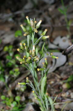 Image of Rhodanthe laevis (A. Gray) P. G. Wilson