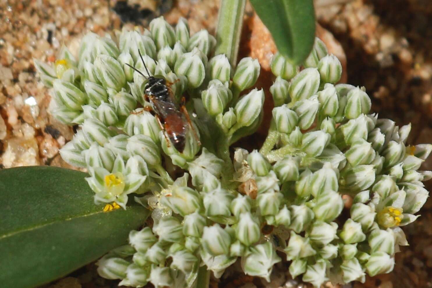 Image of Limeum argute-carinatum Wawra ex Wawra & Peyr.