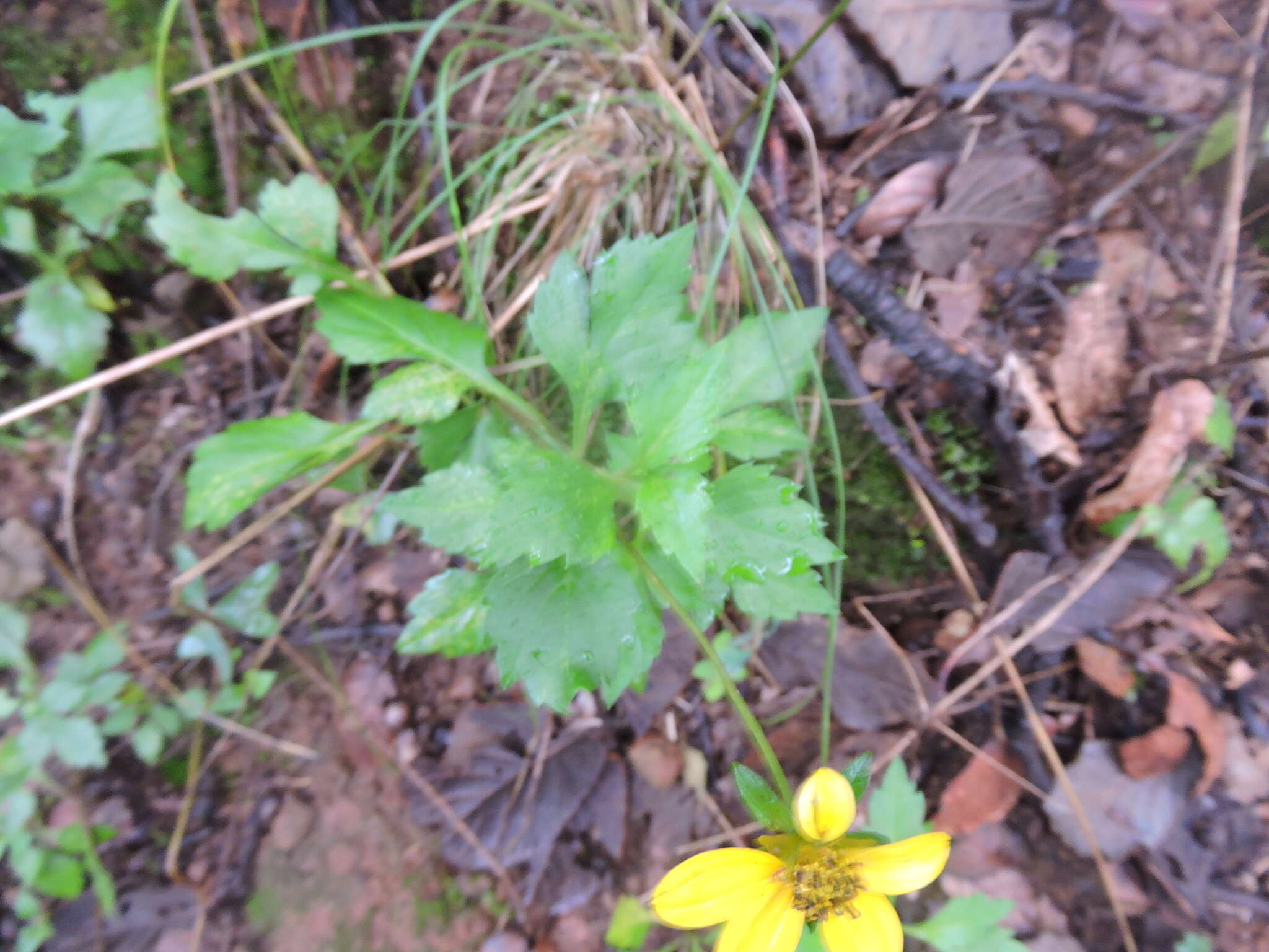 صورة Bidens ostruthioides (DC.) Sch. Bip.