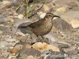 Image of Scale-throated Earthcreeper