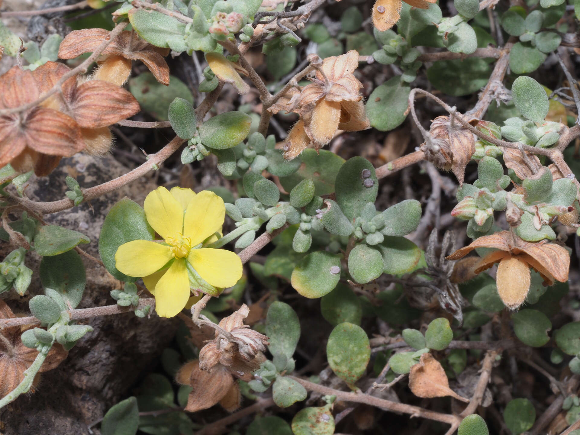 Helianthemum canariense (Jacq.) Pers.的圖片