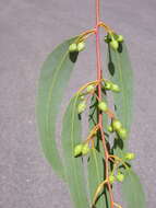 Image de Eucalyptus leucoxylon subsp. pruinosa (F. Müll. ex Miq.) D. J. Boland