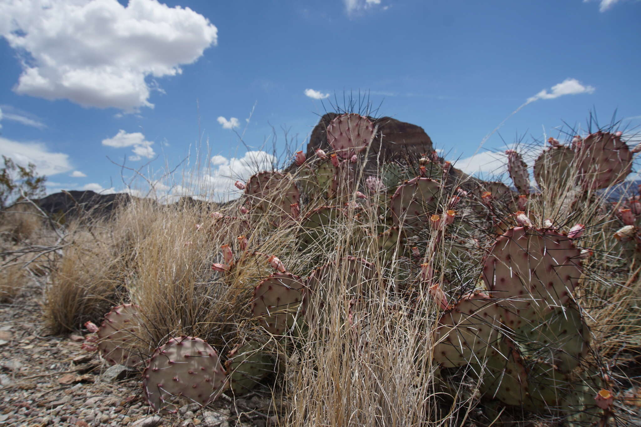 Opuntia azurea var. parva的圖片