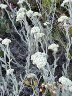 Image of Helichrysum crispum (L.) D. Don