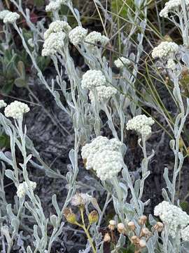 Image of Hottentot's Bedding