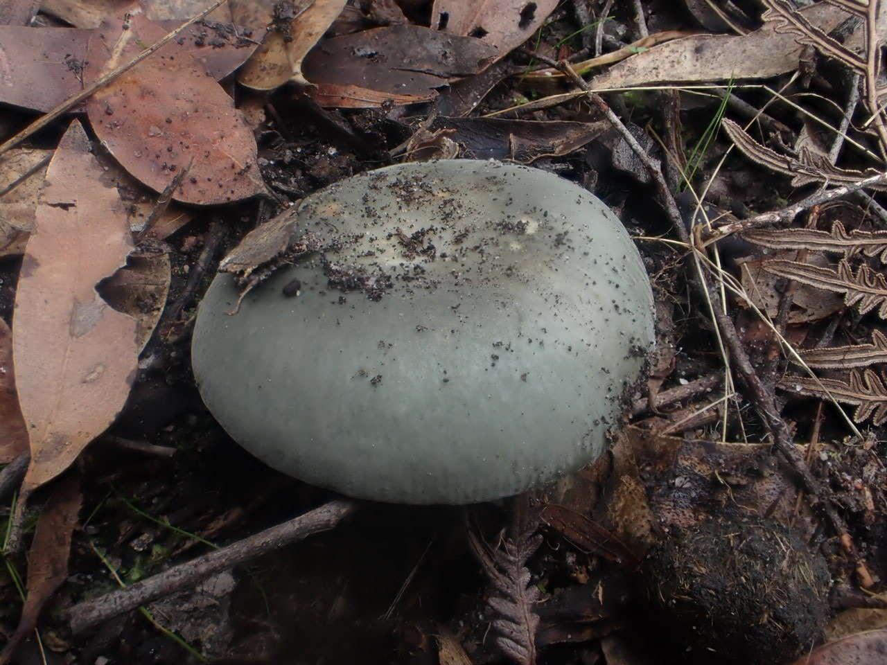 Image of Russula iterika Grgur. 1997