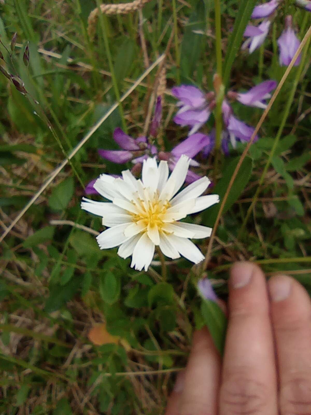 Image of Taraxacum arcticum (Trautv.) Dahlst.