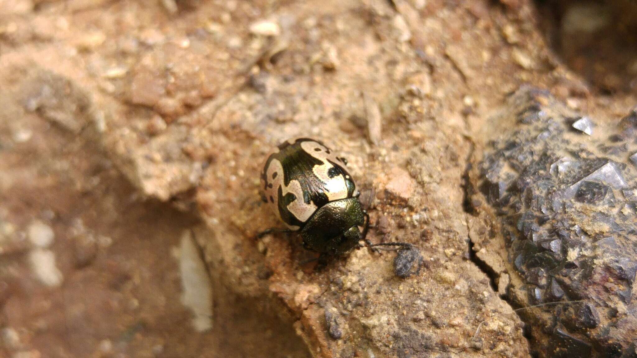 Image of <i>Calligrapha ancoralis</i>