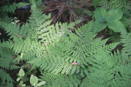 Image of Athyrium spinulosum (Maxim.) Milde