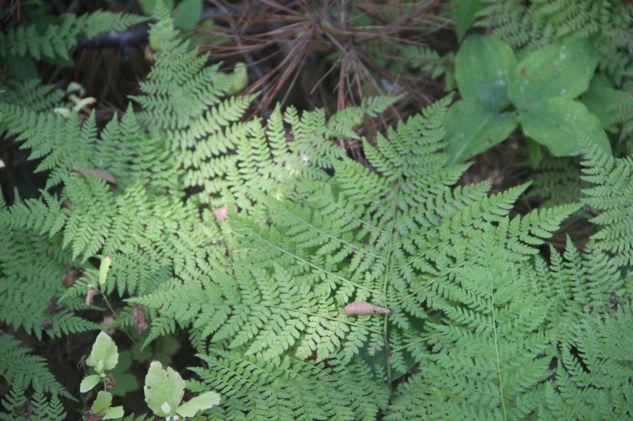 Plancia ëd Athyrium spinulosum (Maxim.) Milde