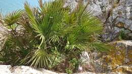 Image of fan palm