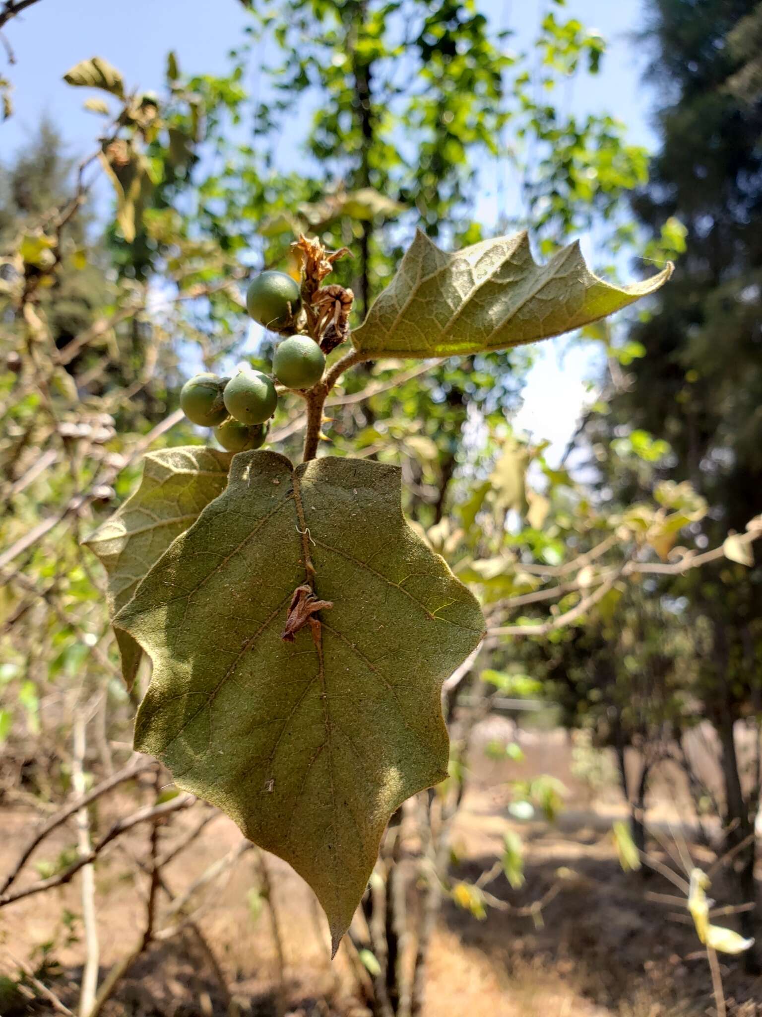 Image of Solanum ferrugineum Jacq.