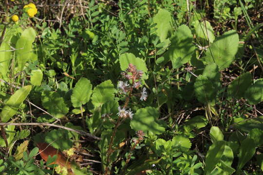 Image of Reseda orientalis (Müll. Arg.) Boiss.