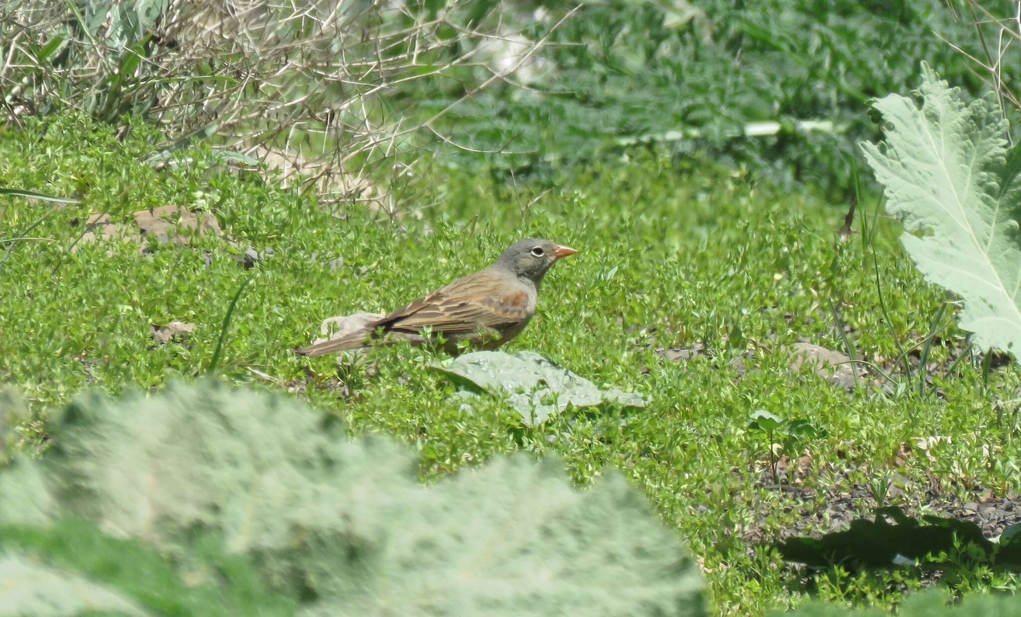 Слика од Emberiza buchanani Blyth 1845