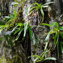 Image of Sander's Paphiopedilum