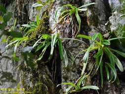 Image de Paphiopedilum sanderianum (Rchb. fil.) Stein