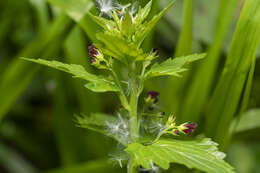 Imagem de Scrophularia peregrina L.