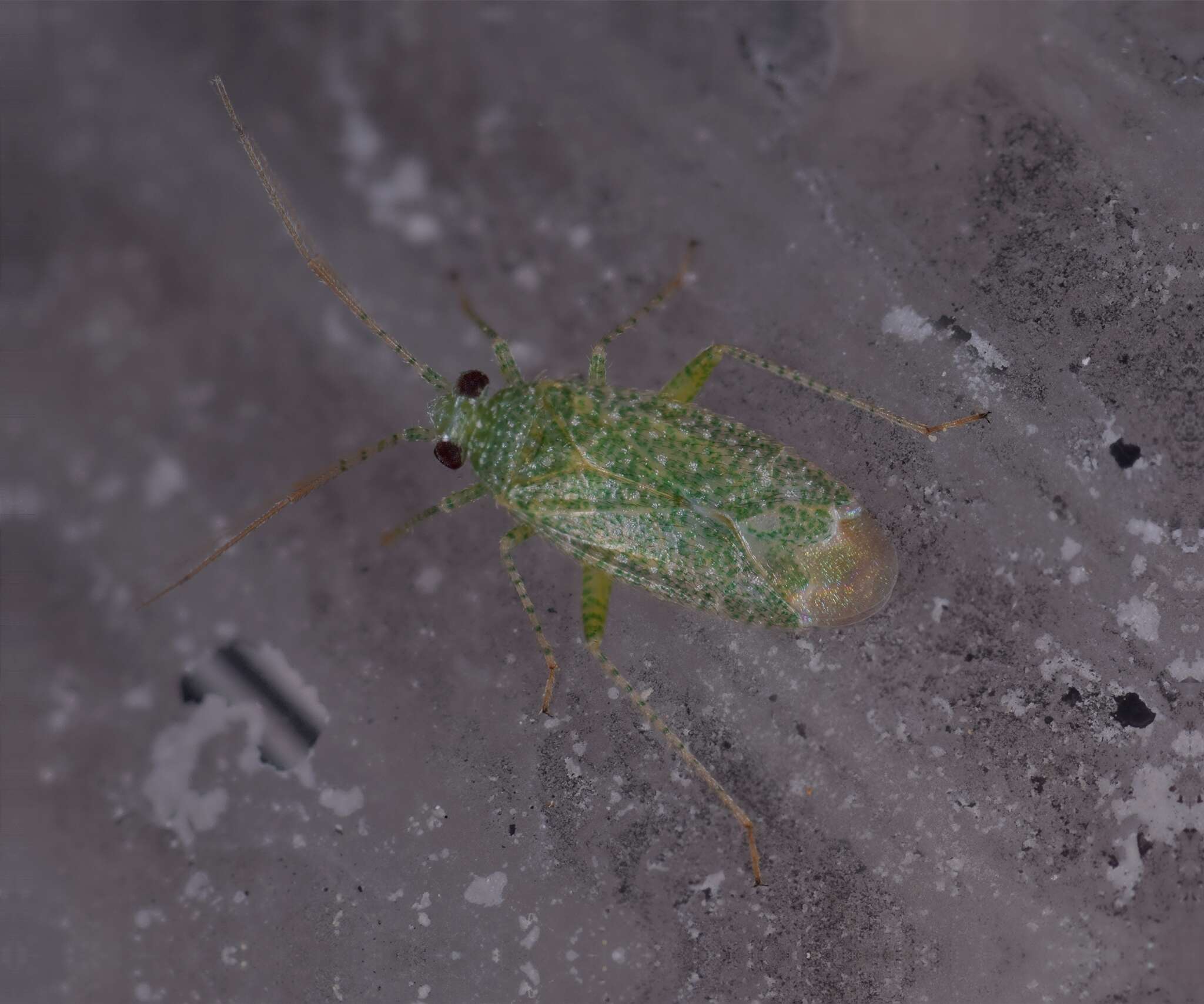 Image of Orthotylus flavosparsus (C. Sahlberg 1841)