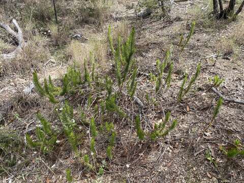 Image of Melichrus adpressus A. Cunn. ex DC.