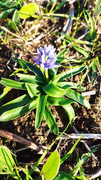 Image de Hyacinthoides lingulata (Poir.) Rothm.