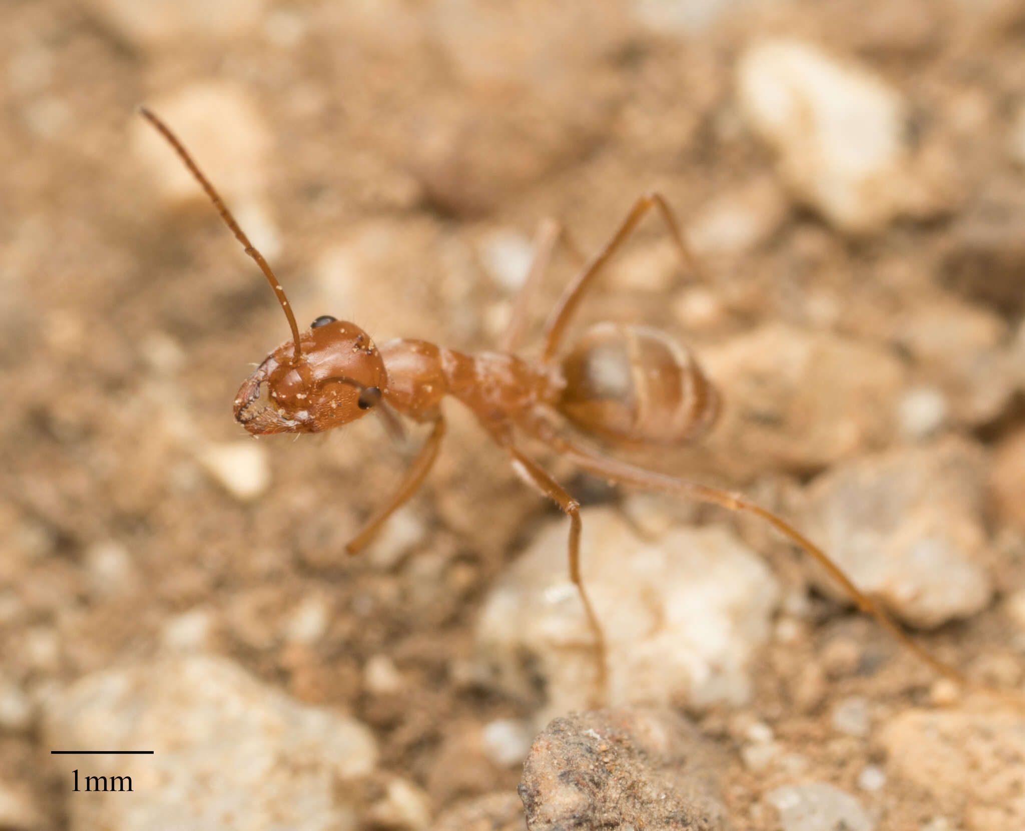 Image of Myrmecocystus wheeleri Snelling 1971