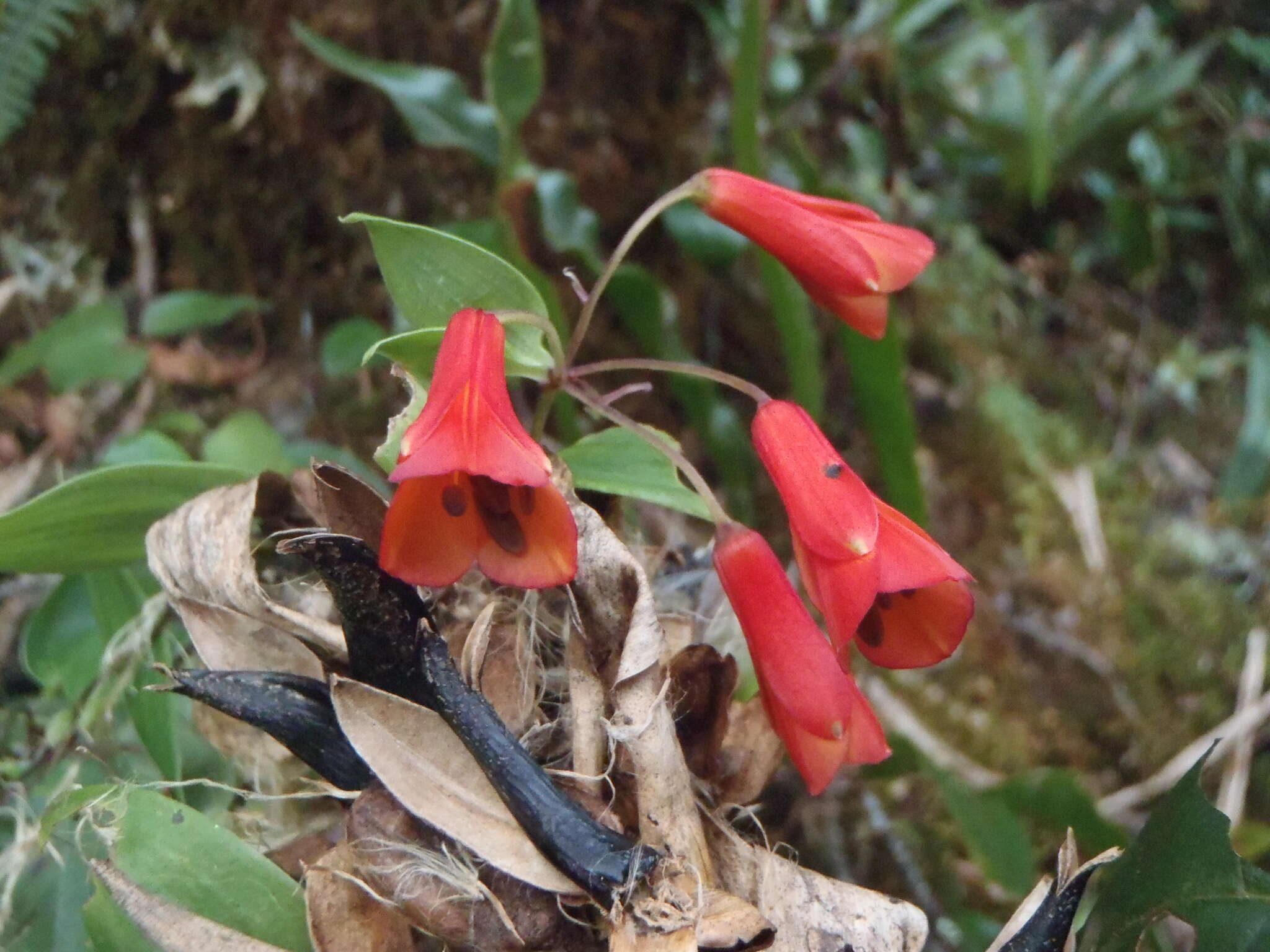 Imagem de Bomarea hirsuta (Kunth) Herb.