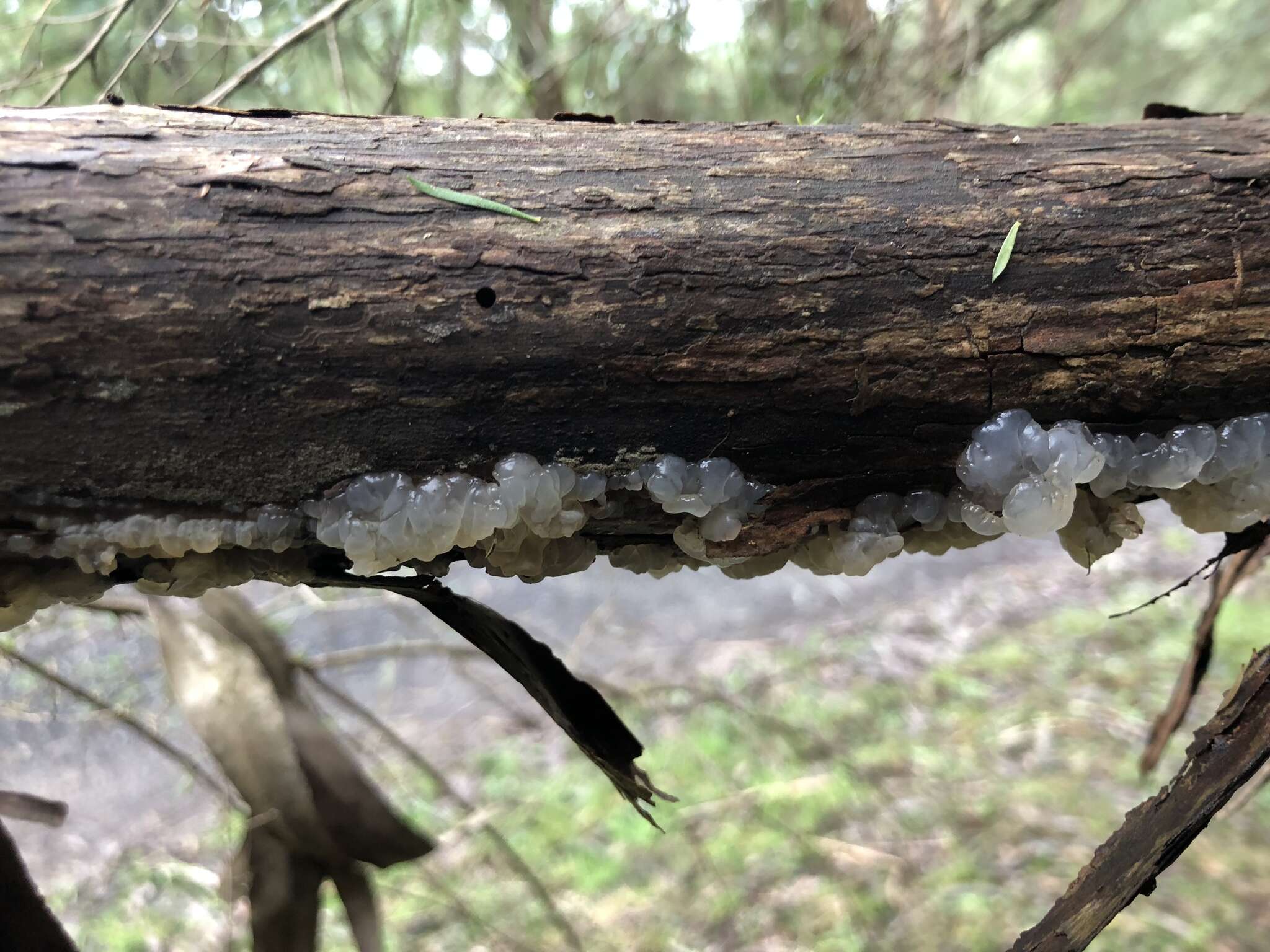 Image of Tremella globispora D. A. Reid 1970