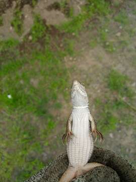 Image of Giant Whiptail