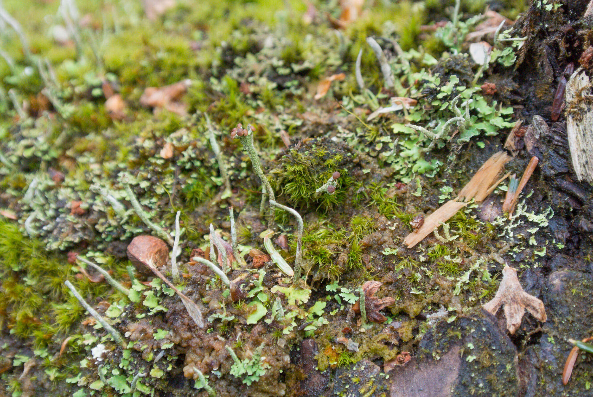 صورة Cladonia peziziformis (With.) J. R. Laundon