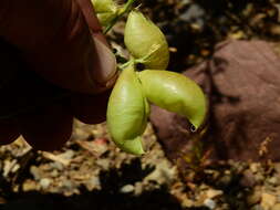 Image of Astragalus pehuenches Niederl.