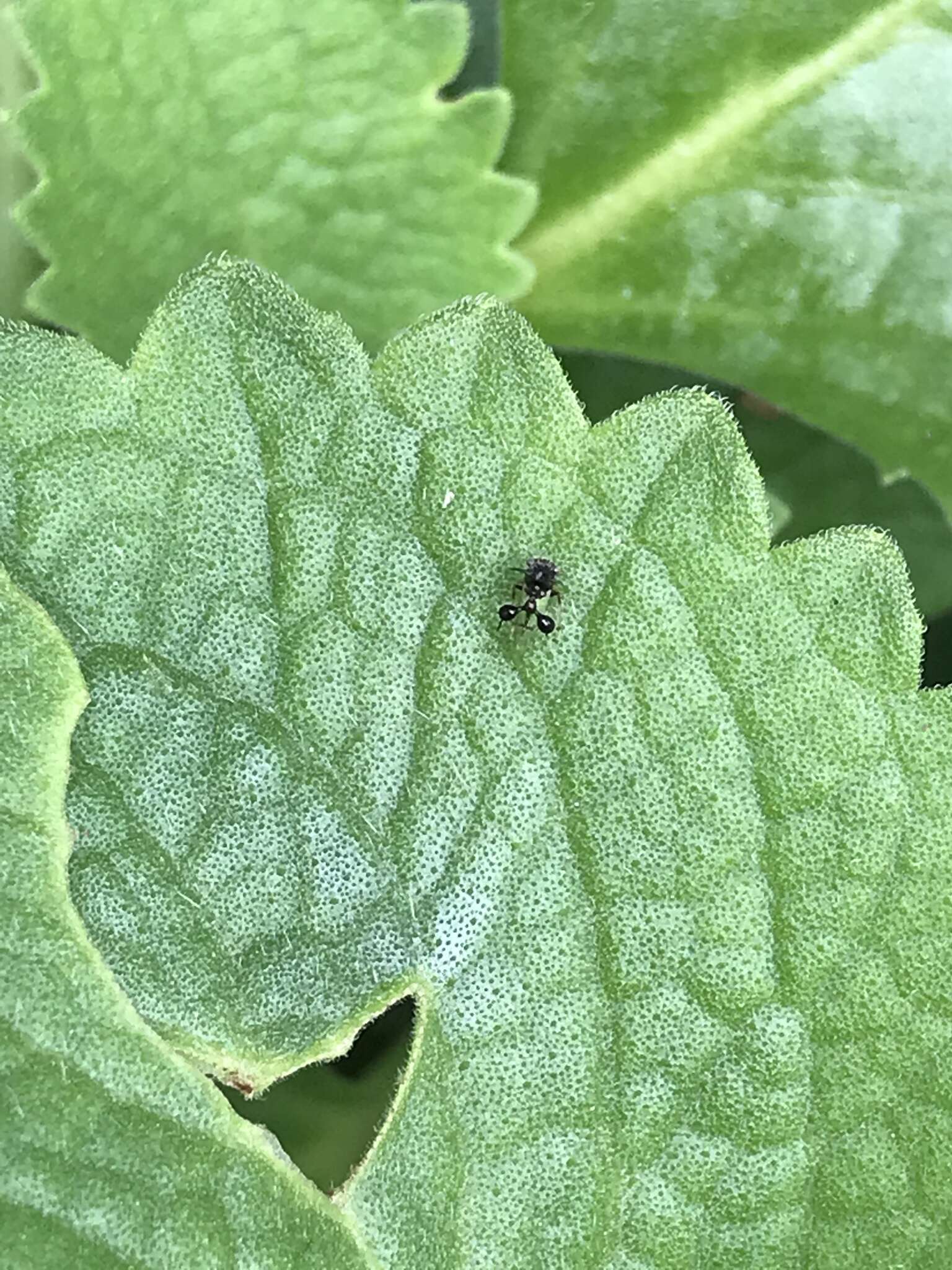 Image of Ant-mimicking Treehopper