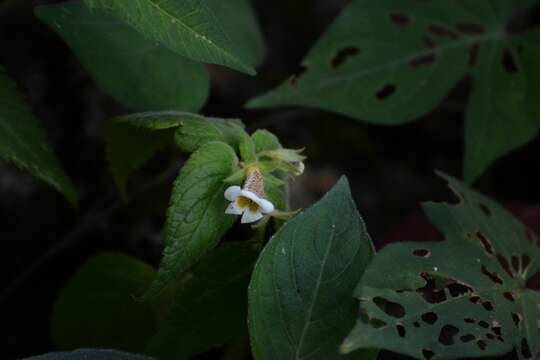 Image of Achimenes misera Lindl.