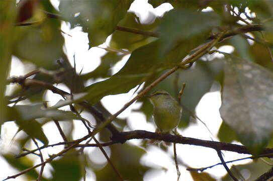 Imagem de Phylloscopus trivirgatus kinabaluensis (Sharpe 1901)