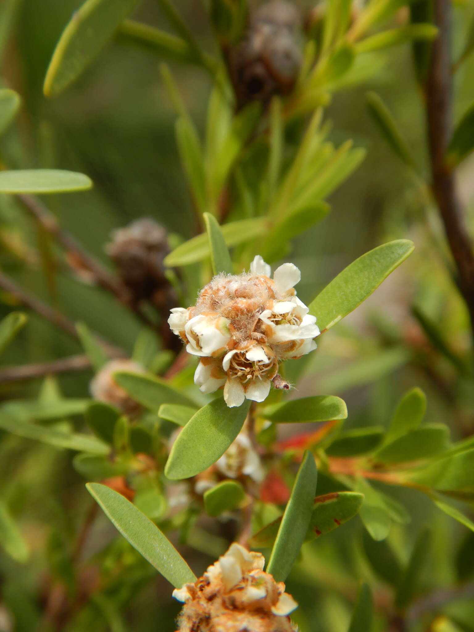 Sivun Asteromyrtus lysicephala (F. Müll. & F. M. Bail.) L. A. Craven kuva