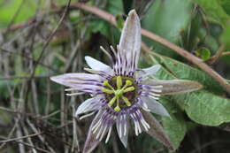 Passiflora karwinskii Mast.的圖片