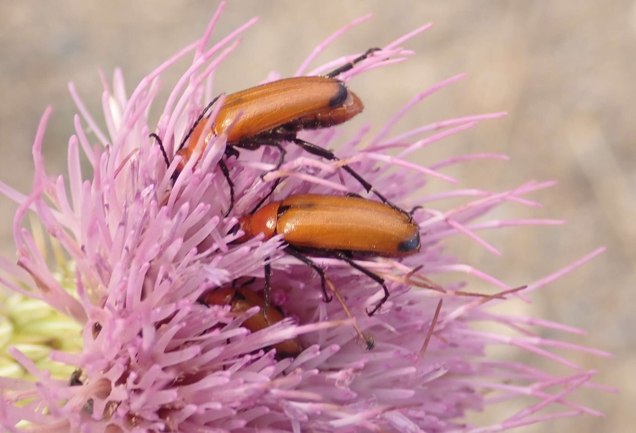 Image of Nemognatha (Meganemognatha) lutea dichroa Le Conte 1853