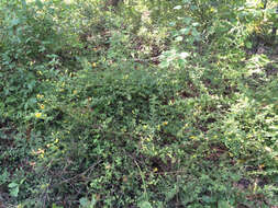 Image of largeflower yellow false foxglove