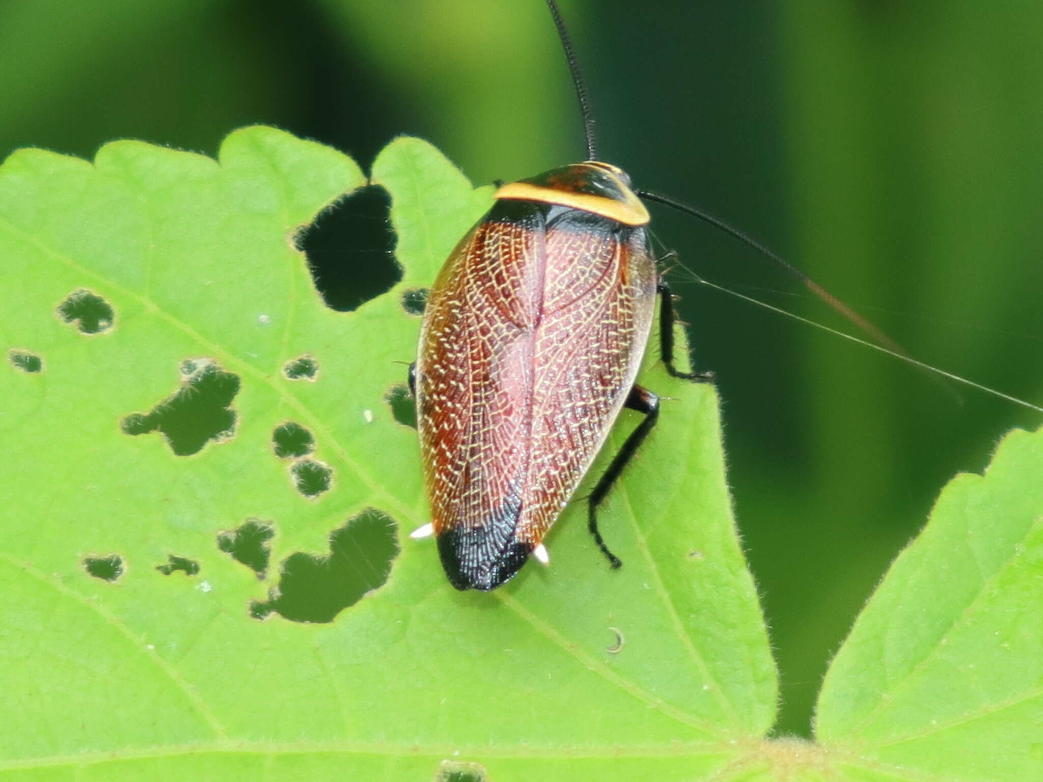 Image of Ellipsidion reticulatum Saussure 1864