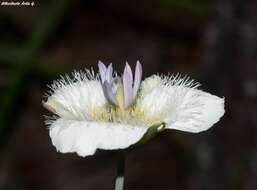 Image de <i>Calochortus ownbeyi</i>