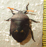 Coridius nubilus (Westwood 1837)的圖片