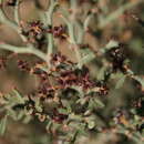 Image of Xerocladia viridiramis (Burch.) Taub.