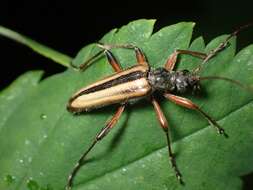 Image of Cortodera longicornis (Kirby 1837)