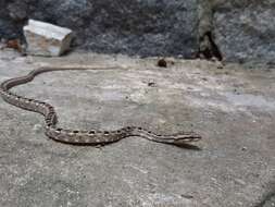 Tropidodryas striaticeps (Cope 1870) resmi