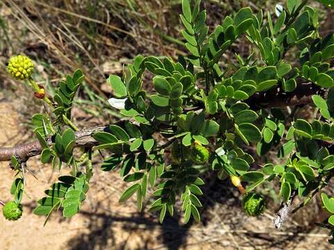 Image of Vachellia swazica (Burtt Davy) Kyal. & Boatwr.